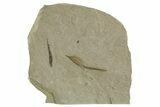 Detailed Fossil Feather - Green River Formation, Utah #356572-1